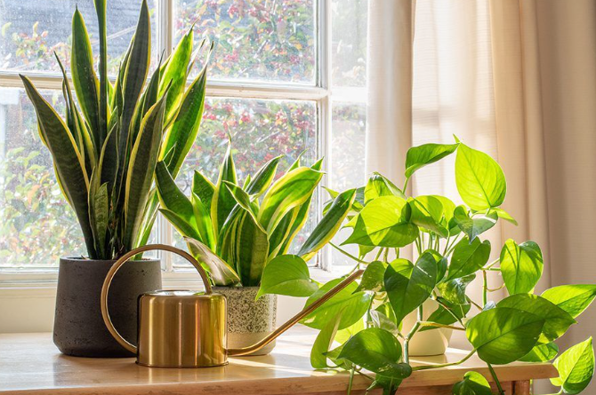 Indoor Plants